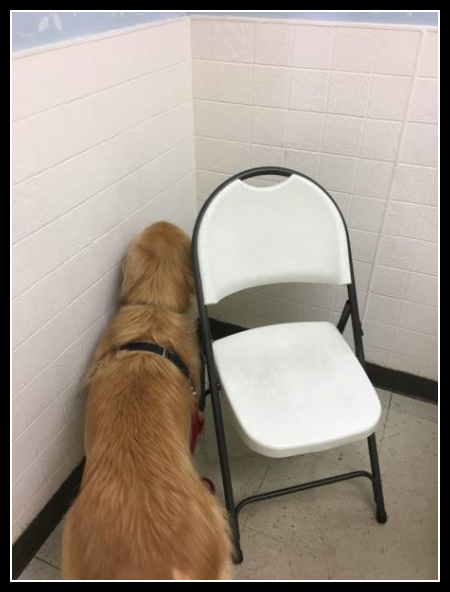 ubaw ze śmiesznymi psami i kotami 23