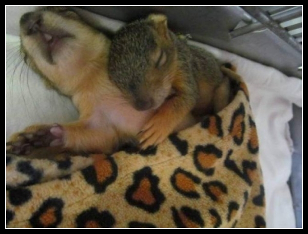 ubaw ze śmiesznymi psami i kotami 24