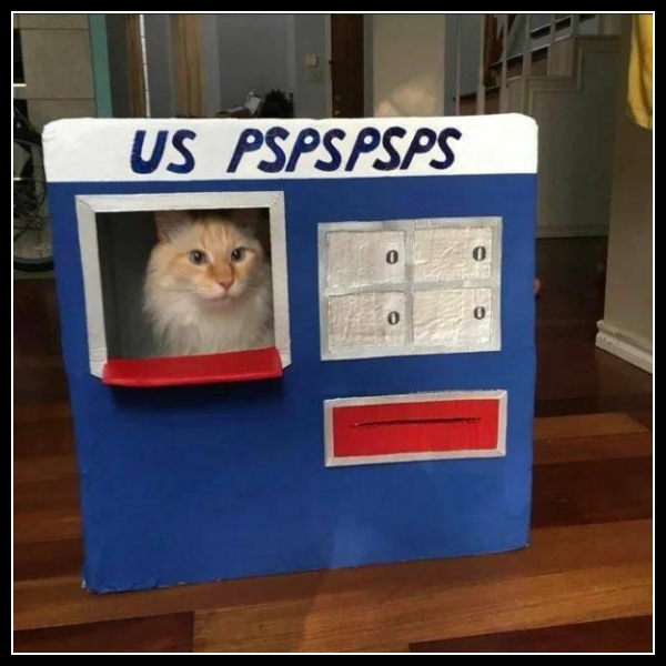 ubaw ze śmiesznymi psami i kotami 25