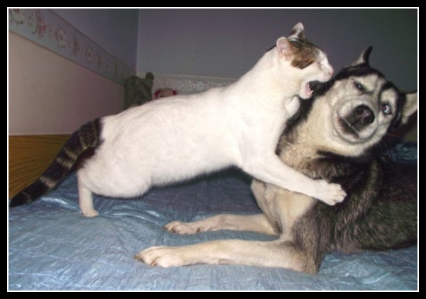 ubaw ze śmiesznymi psami i kotami 26