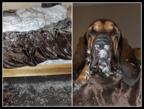 ubaw ze śmiesznymi psami i kotami 27