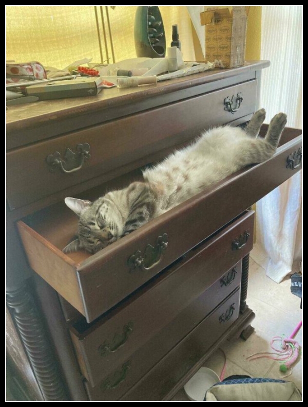 ubaw ze śmiesznymi psami i kotami 28