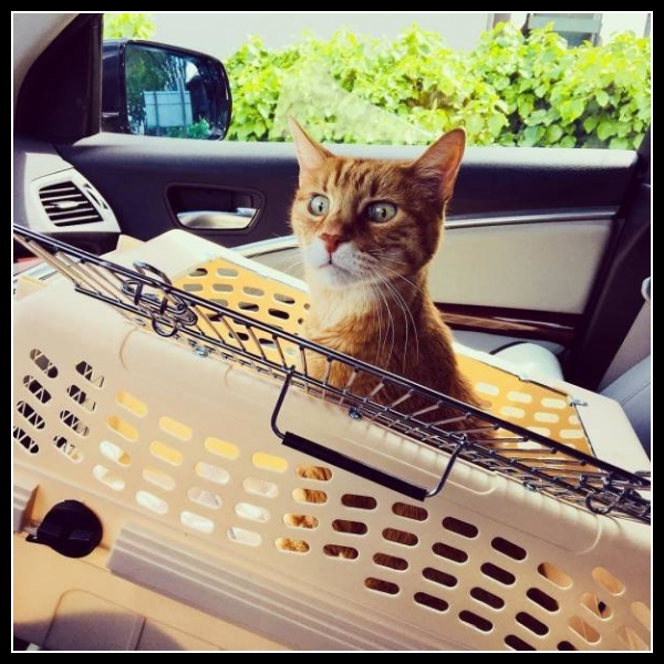 ubaw ze śmiesznymi psami i kotami 29