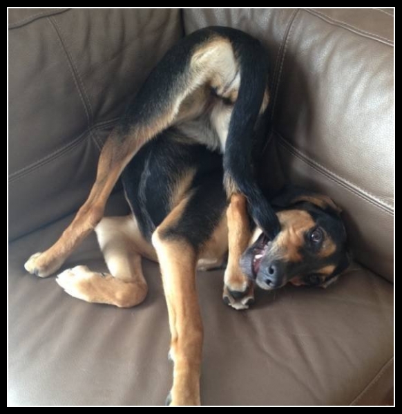 ubaw ze śmiesznymi psami i kotami 2