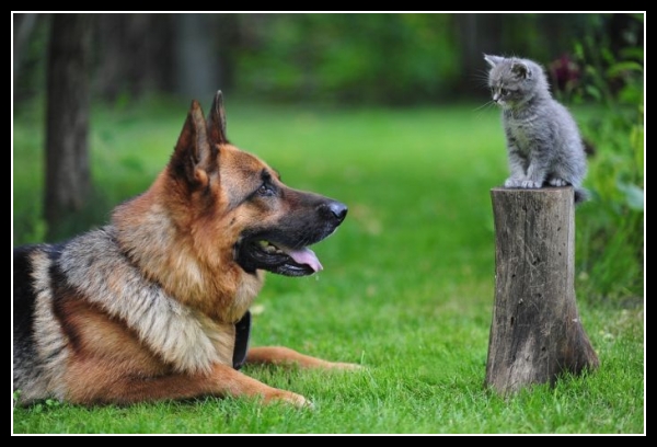 ubaw ze śmiesznymi psami i kotami 30