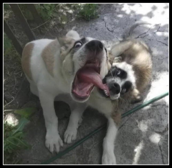 ubaw ze śmiesznymi psami i kotami 31