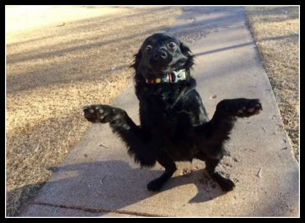 ubaw ze śmiesznymi psami i kotami 32