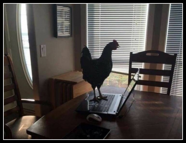 ubaw ze śmiesznymi psami i kotami 33