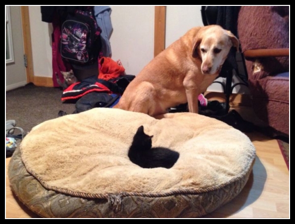 ubaw ze śmiesznymi psami i kotami 4