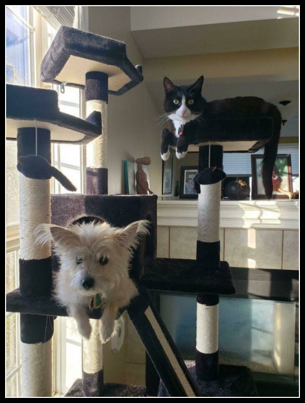 ubaw ze śmiesznymi psami i kotami 6