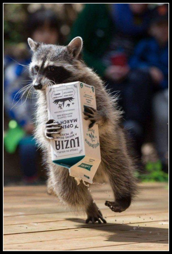 ubaw ze śmiesznymi psami i kotami 8