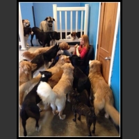 24 mega zabawne zdjęcia psów i kotów