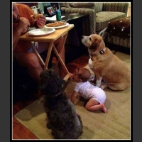 25 mega zabawne zdjęcia psów i kotów