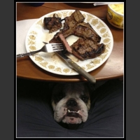 26 mega zabawne zdjęcia psów i kotów