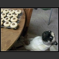 28 mega zabawne zdjęcia psów i kotów