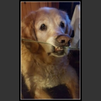 29 mega zabawne zdjęcia psów i kotów