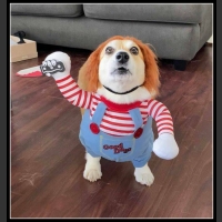 31 mega zabawne zdjęcia psów i kotów