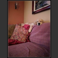 34 mega zabawne zdjęcia psów i kotów