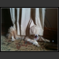 35 mega zabawne zdjęcia psów i kotów