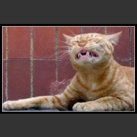 36 mega zabawne zdjęcia psów i kotów