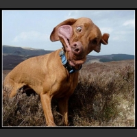 37 mega zabawne zdjęcia psów i kotów