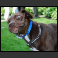 38 mega zabawne zdjęcia psów i kotów