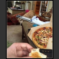 40 mega zabawne zdjęcia psów i kotów