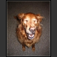 43 mega zabawne zdjęcia psów i kotów