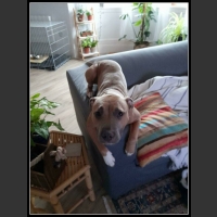 44 mega zabawne zdjęcia psów i kotów