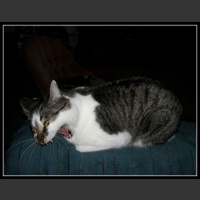 46 mega zabawne zdjęcia psów i kotów