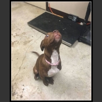 47 mega zabawne zdjęcia psów i kotów