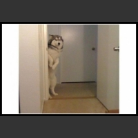 49 mega zabawne zdjęcia psów i kotów