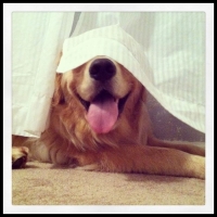 51 mega zabawne zdjęcia psów i kotów