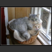 Zabawne zwierzęta 24