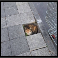 Zabawne zwierzęta 26