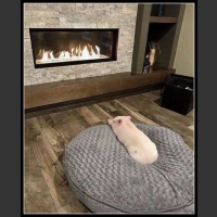 najśmieszniesze zdjęcia ze zwierzętami 19