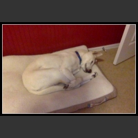 najśmieszniesze zdjęcia ze zwierzętami 22