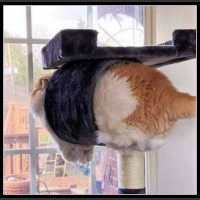 najśmieszniesze zdjęcia ze zwierzętami 26