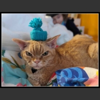 najśmieszniesze zdjęcia ze zwierzętami 30