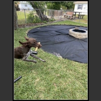 najśmieszniesze zdjęcia ze zwierzętami 25