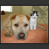 najśmieszniesze zdjęcia ze zwierzętami 24