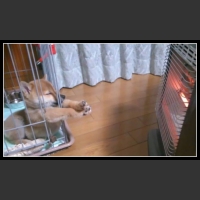 najśmieszniesze zdjęcia ze zwierzętami 23