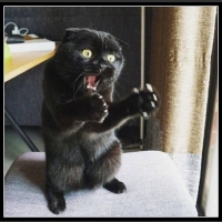 najśmieszniesze zdjęcia ze zwierzętami 34