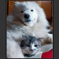 najśmieszniesze zdjęcia ze zwierzętami 33