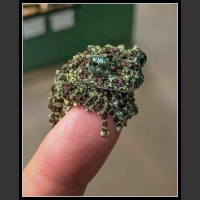 najśmieszniesze zdjęcia ze zwierzętami 35