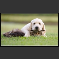 ubaw ze śmiesznymi psami i kotami 10