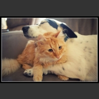 ubaw ze śmiesznymi psami i kotami 11