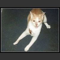 ubaw ze śmiesznymi psami i kotami 12