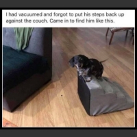 ubaw ze śmiesznymi psami i kotami 13