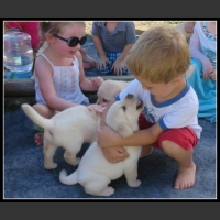 ubaw ze śmiesznymi psami i kotami 14